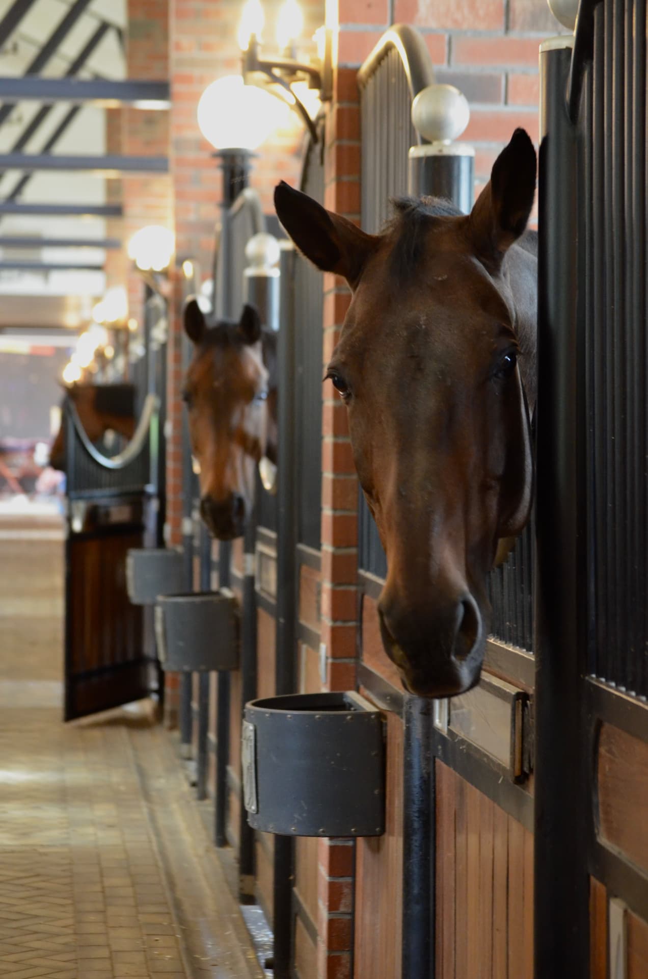 Horse in the stables