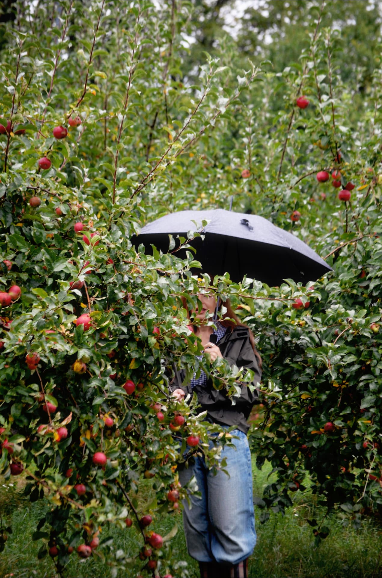 Highlights Orchard