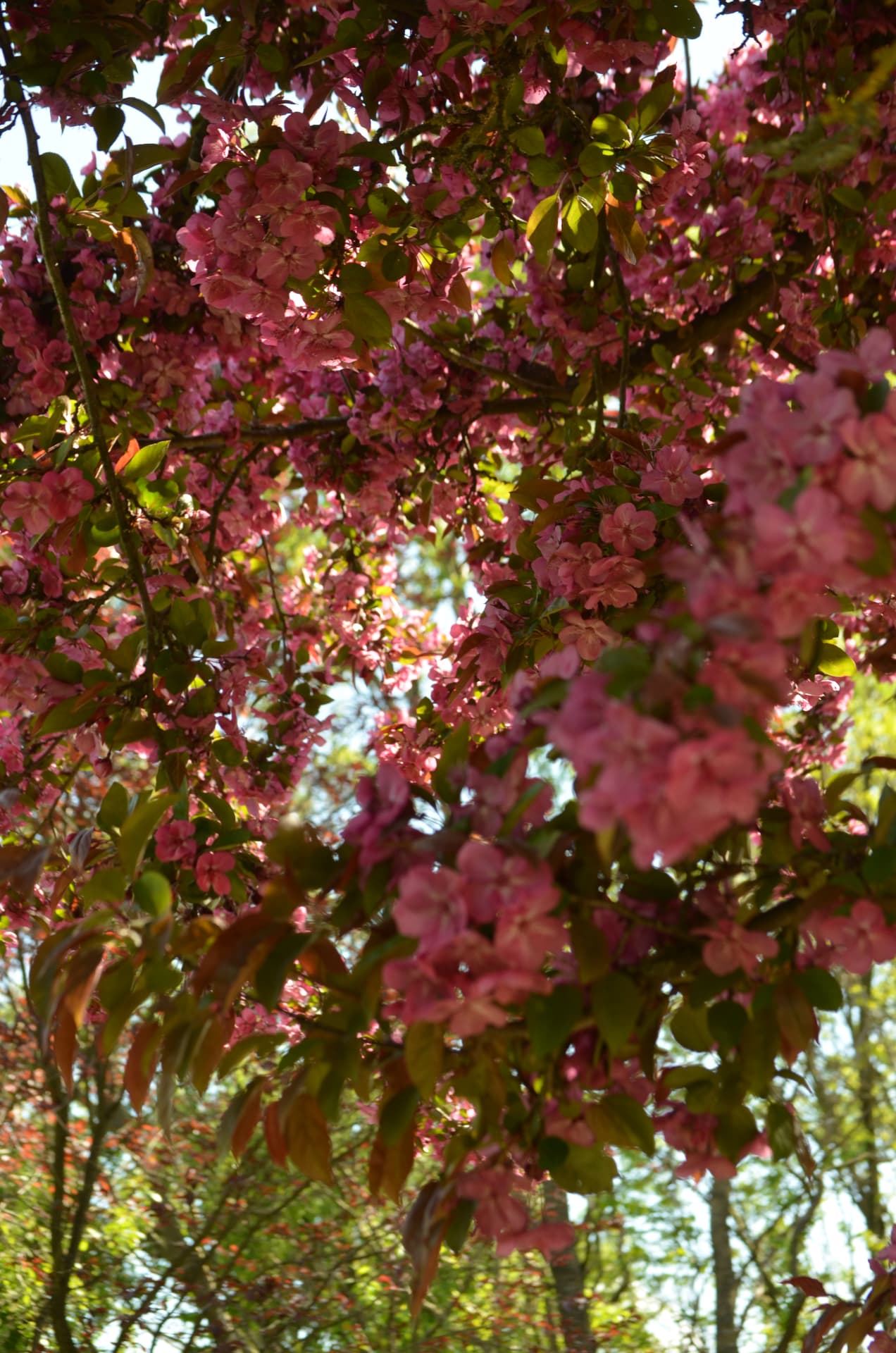 Highlights Blossom